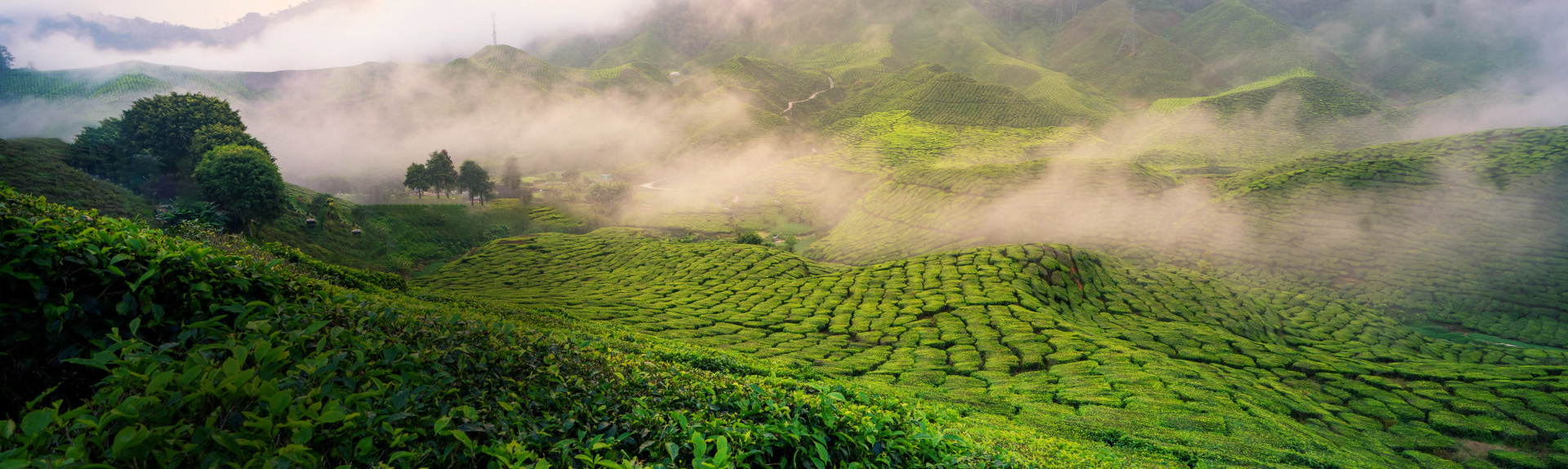 Mountain view resort Munnar