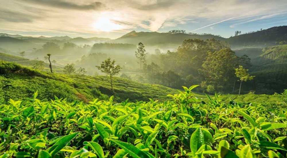 Exclusive Munnar tour package