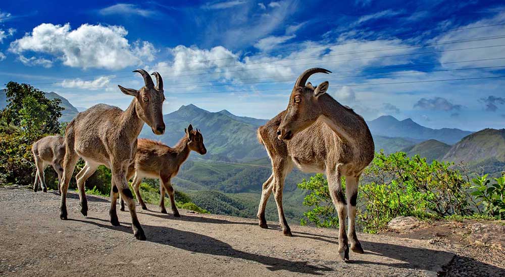 Tourist places in Munnar