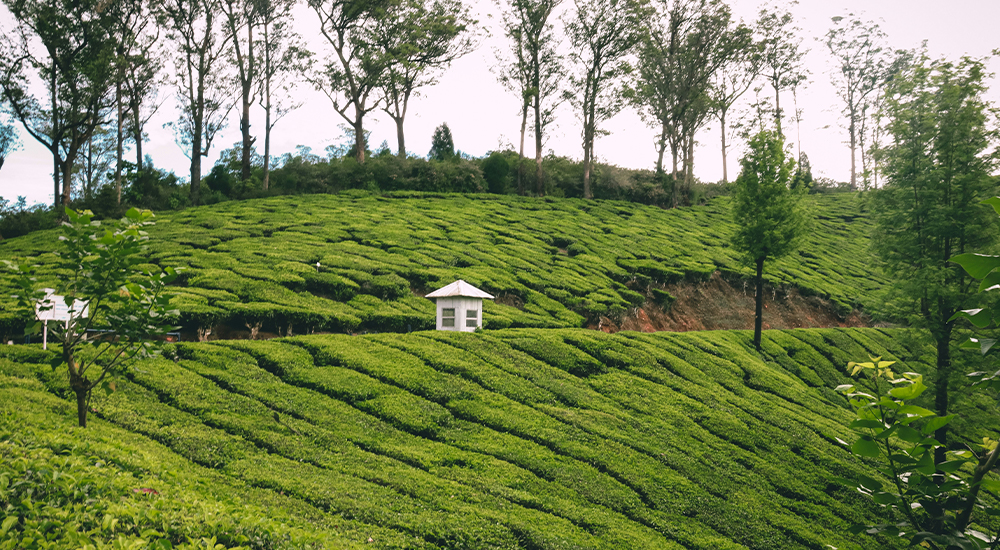 Things to do in Munnar